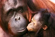 animals baby animals orangutans 1920x1200 wallpaper Art HD Wallpaper